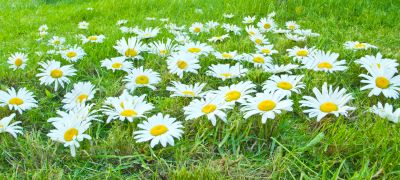White daisies