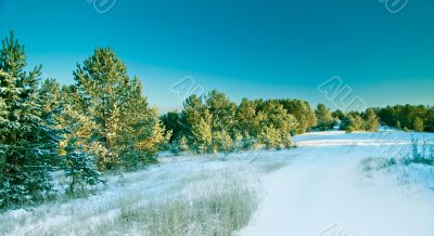 Snow pine forest