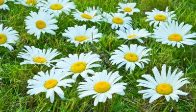 White daisies
