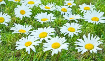 White daisies