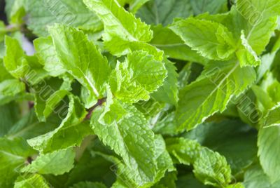 Fresh mint leaves