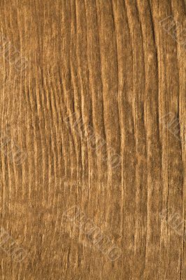 Texture of wood
