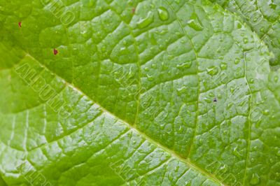 Green Leaf