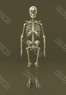 Skeleton of a gray background