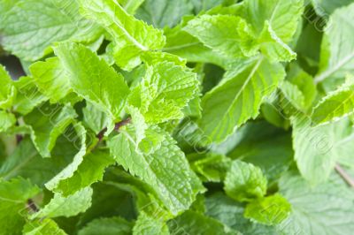 Fresh mint leaves
