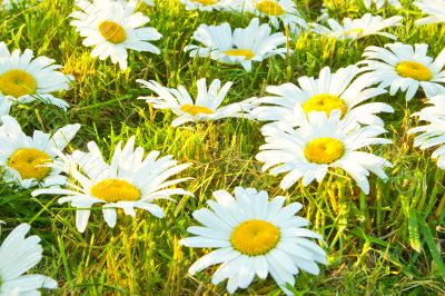 White daisies