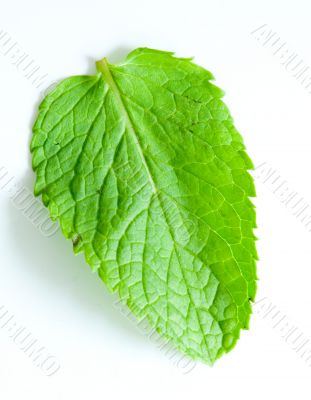 Fresh mint leaves
