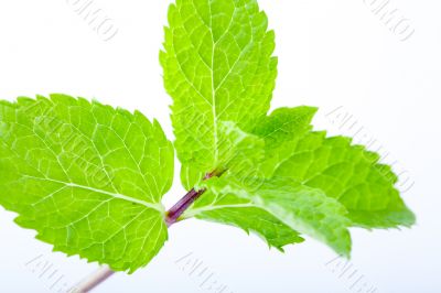 Fresh mint leaves