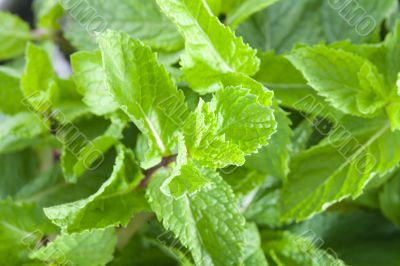 Fresh mint leaves
