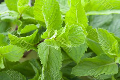 Fresh mint leaves