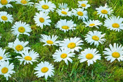 White daisies