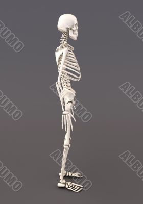 Skeleton of a gray background