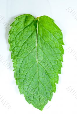 Fresh mint leaves