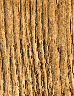Texture of wood