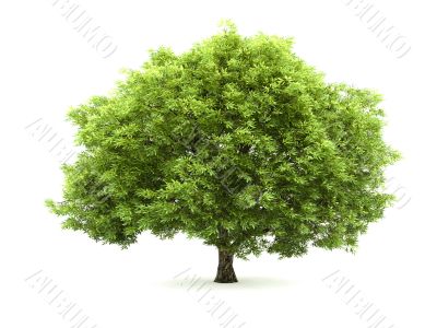 Tree isolated