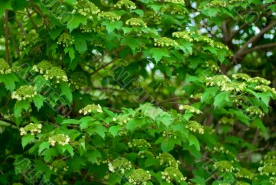 Flowering viburnum