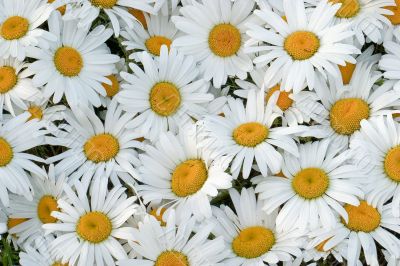 Daisies