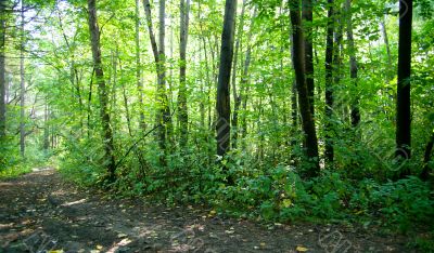 Forest landscape