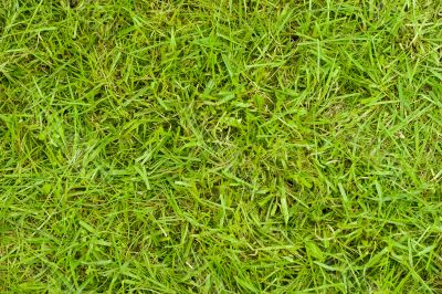 Texture of grass