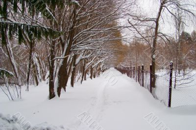 Avenue of trees