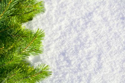 Winter forest background