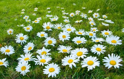 Large white daisies