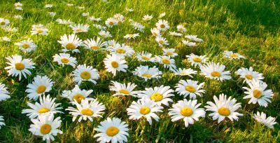 Large white daisies