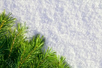Winter forest background