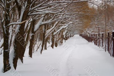 Avenue of trees