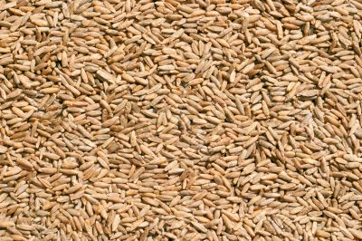 Wheat close up