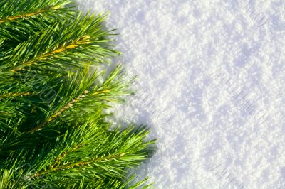 Winter forest background