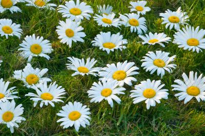 Large white daisies