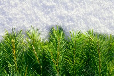Winter forest background