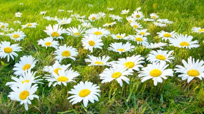 Large white daisies