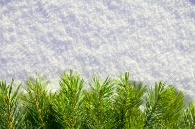 Winter forest background