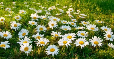 Large white daisies