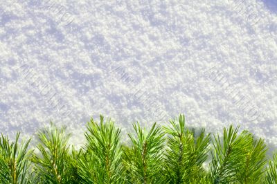 Winter forest background