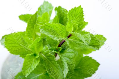 Fresh mint leaves