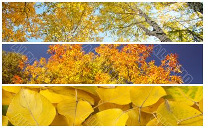 Set of autumnal background