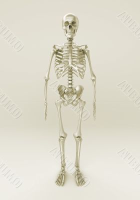Skeleton of a gray background
