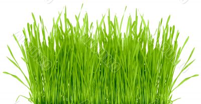 Grass isolated