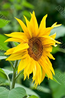 Blooming sunflower