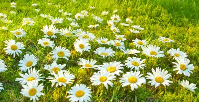 White daisies