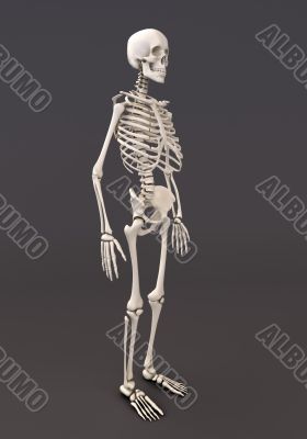 Skeleton of a gray background