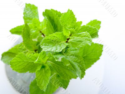 Fresh mint leaves