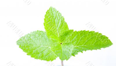 Fresh mint leaves