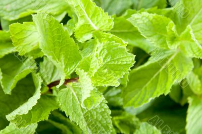 Mint leaves close up