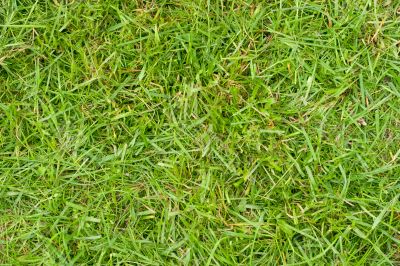 Grass texture