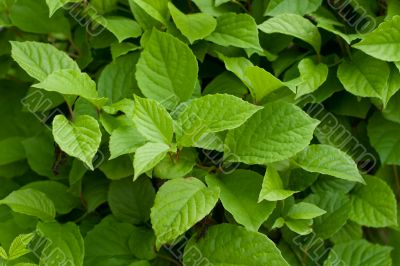 Green fresh leaves