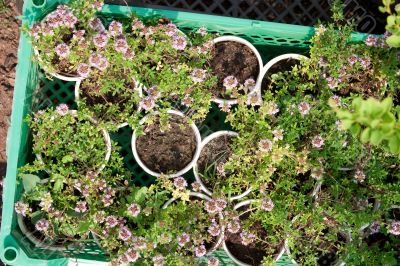 Boxes with seedlings